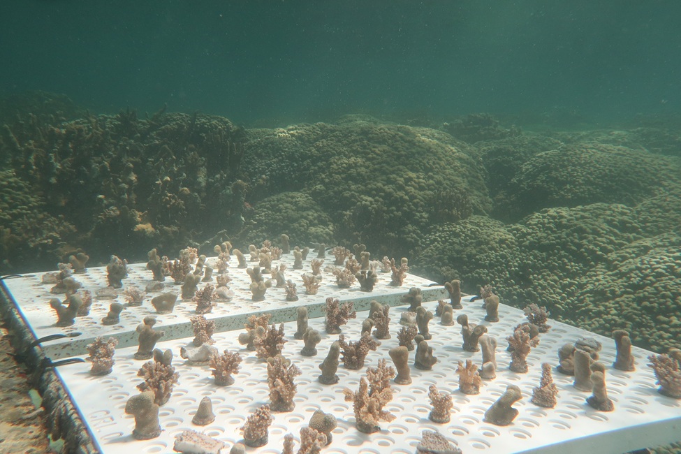 Hawaii, Corals 