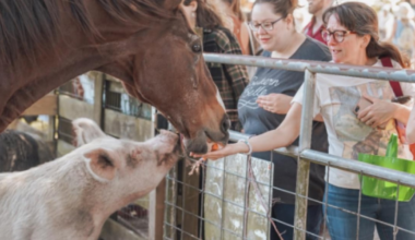 EPIC Outreach hosts Fall-O-Ween Farm Festival for animal rescue funds – Action News Jax