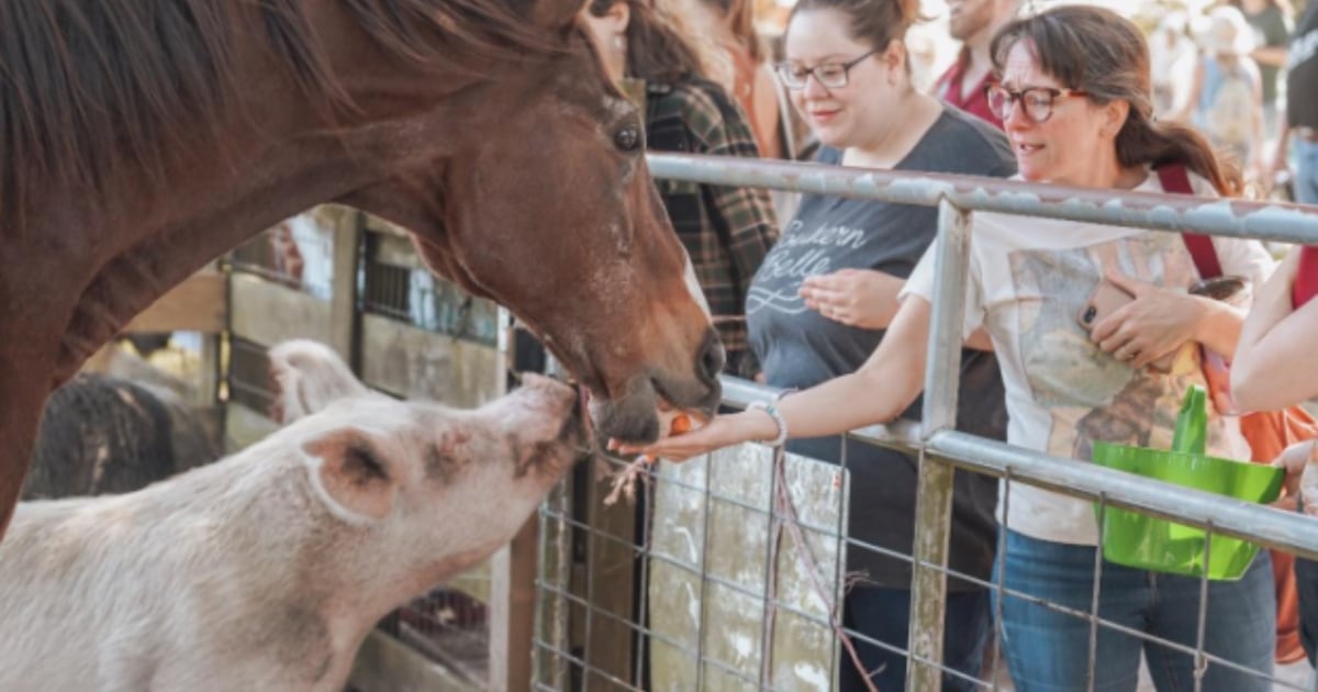 EPIC Outreach hosts Fall-O-Ween Farm Festival for animal rescue funds – Action News Jax