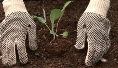 Pine Hills neighbors plant trees at community garden day