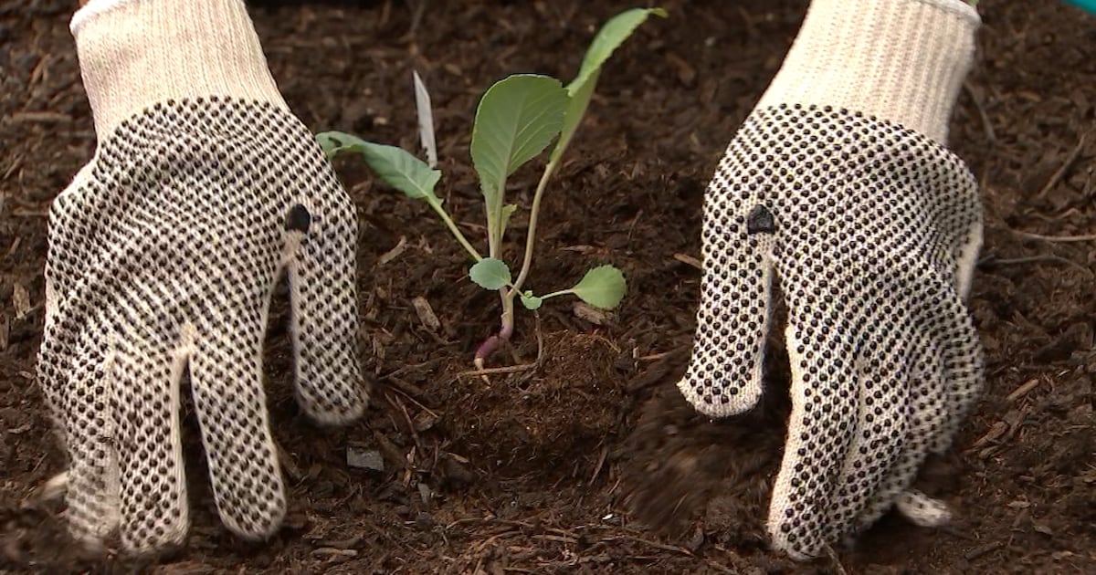 Pine Hills neighbors plant trees at community garden day