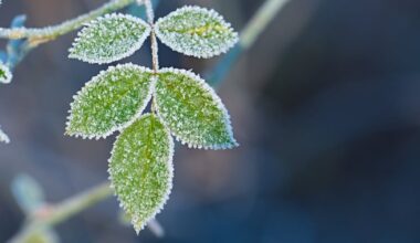 Freeze warning to bring frost to the Miami Valley – WHIO TV 7 and WHIO Radio