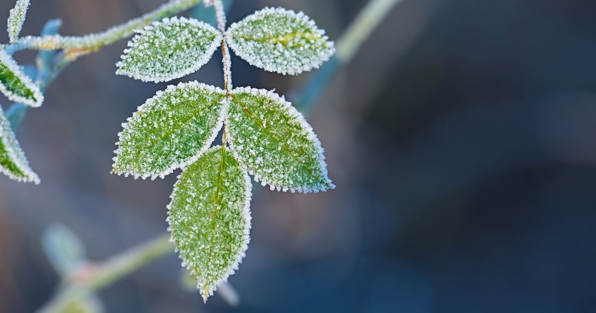 Freeze warning to bring frost to the Miami Valley – WHIO TV 7 and WHIO Radio