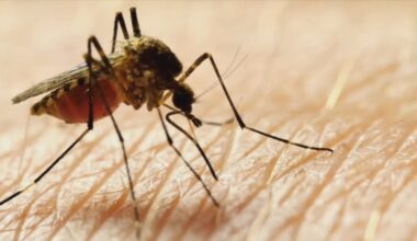 Orange County mosquito spraying after 5 dengue cases