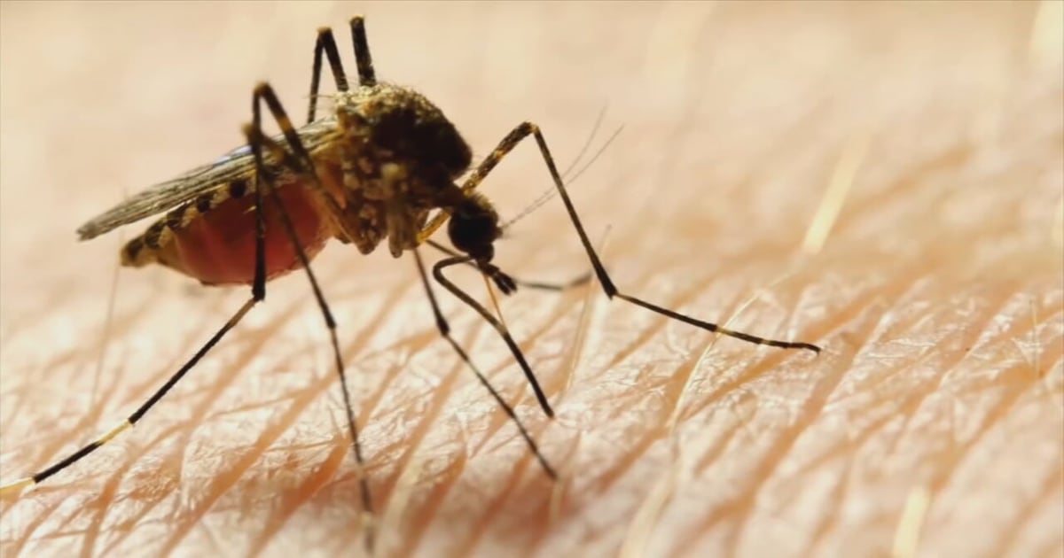 Orange County mosquito spraying after 5 dengue cases