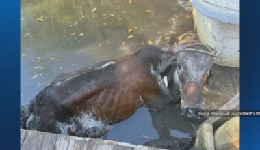 Stuck cow Veronica freed after eight-hour drone rescue