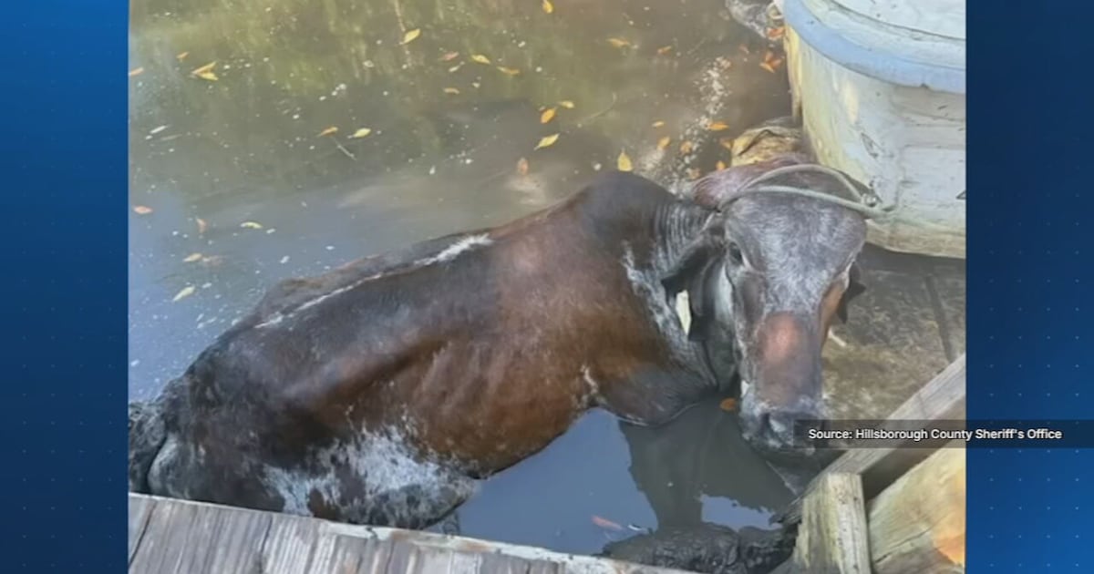 Stuck cow Veronica freed after eight-hour drone rescue