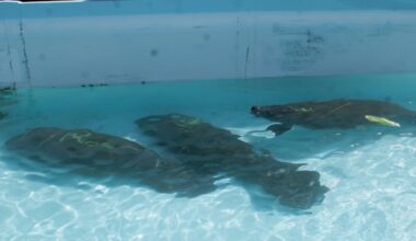 Three rescued manatees return to Florida for rehab