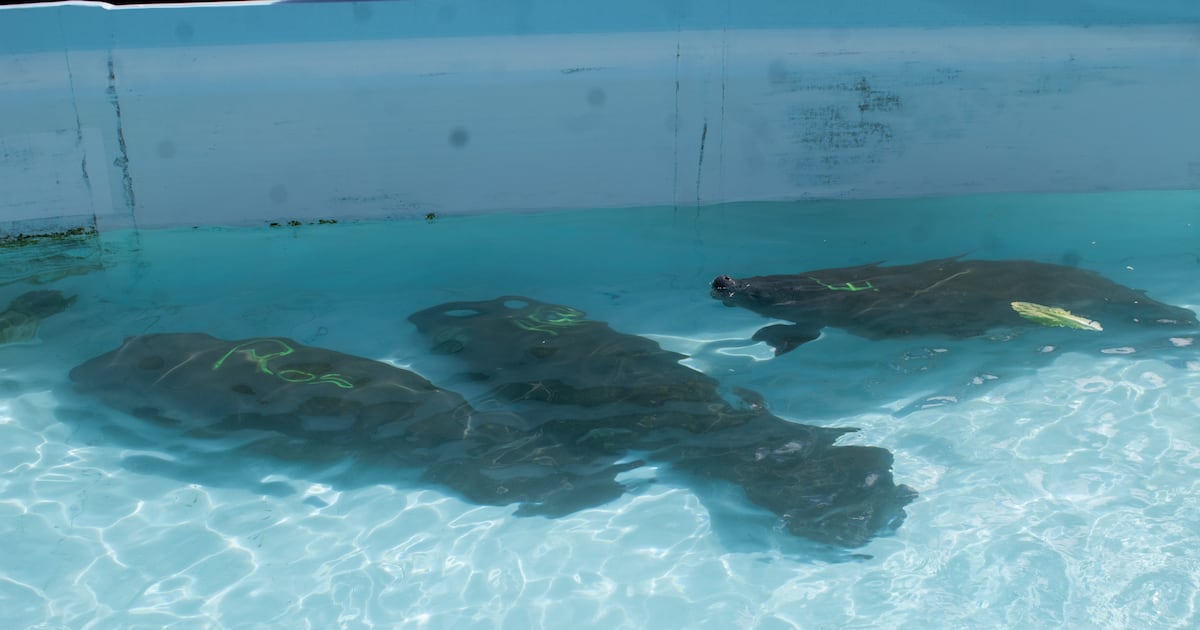 Three rescued manatees return to Florida for rehab