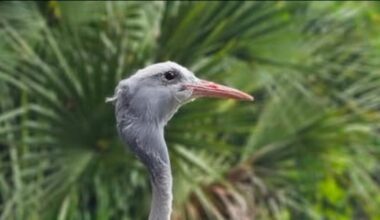 Jacksonville Zoo Stanley crane Olivia is dead after ‘age-related’ illnesses strike at 43