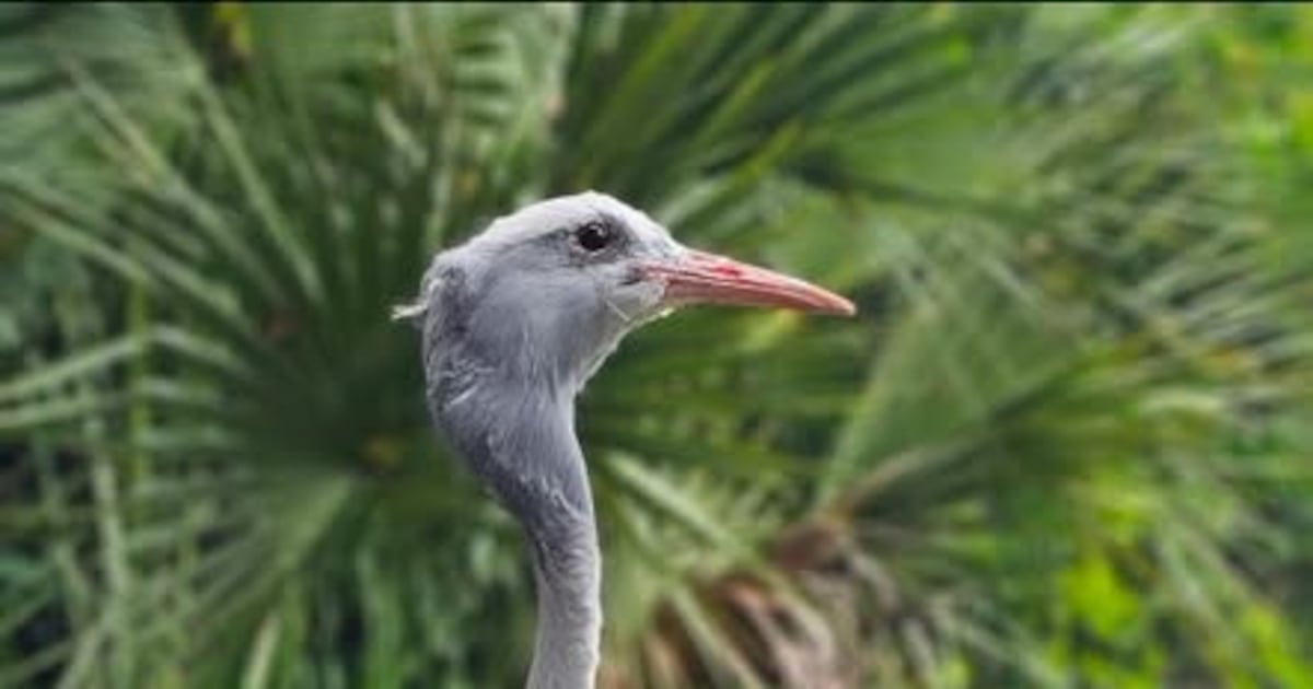 Jacksonville Zoo Stanley crane Olivia is dead after ‘age-related’ illnesses strike at 43