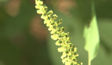 Northeast Florida allergies will worsen due to drought