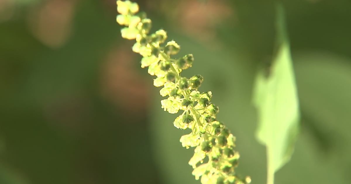 Northeast Florida allergies will worsen due to drought