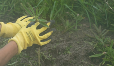 Volunteers remove invasive plants to maintain storm-protecting beach dunes