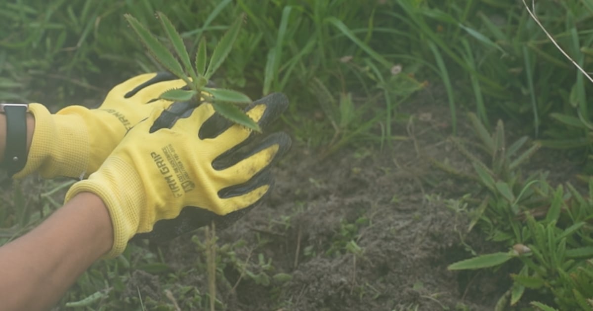 Volunteers remove invasive plants to maintain storm-protecting beach dunes