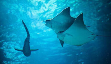 A Miami Bay Just 6 Feet Deep Was Named A Critical Refuge For 13 Shark And Ray Species
