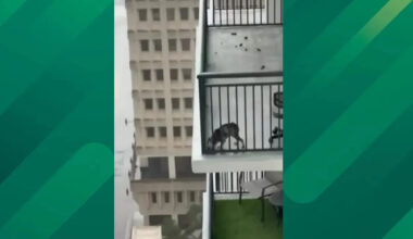 Miami High-Rise Dog Rescue Concludes With Owner Arrested on Animal Cruelty Charge