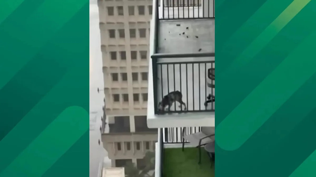 Miami High-Rise Dog Rescue Concludes With Owner Arrested on Animal Cruelty Charge