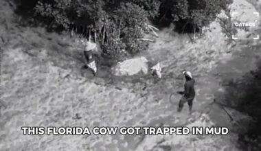 Florida Cow Gets Trapped In Mud In Unusual Situation