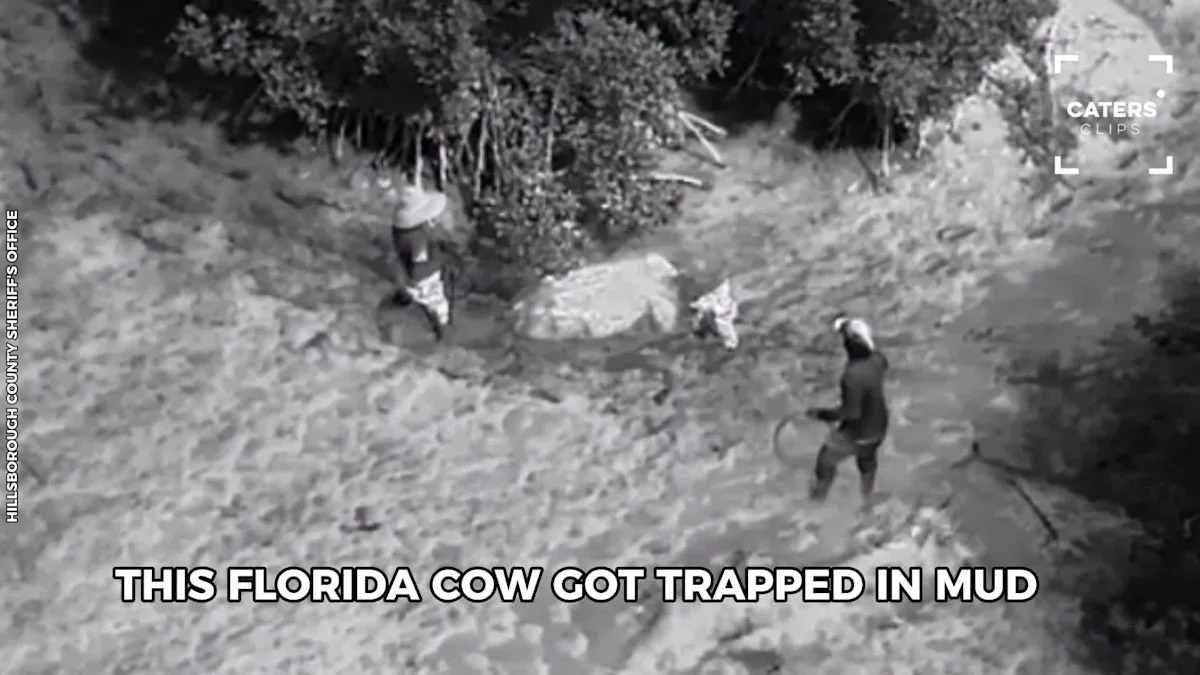 Florida Cow Gets Trapped In Mud In Unusual Situation
