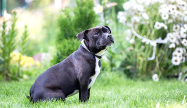 Miami Shelter Dog Ivy Waited a Year for a Family and Was Back in Her Kennel One Day After Adoption