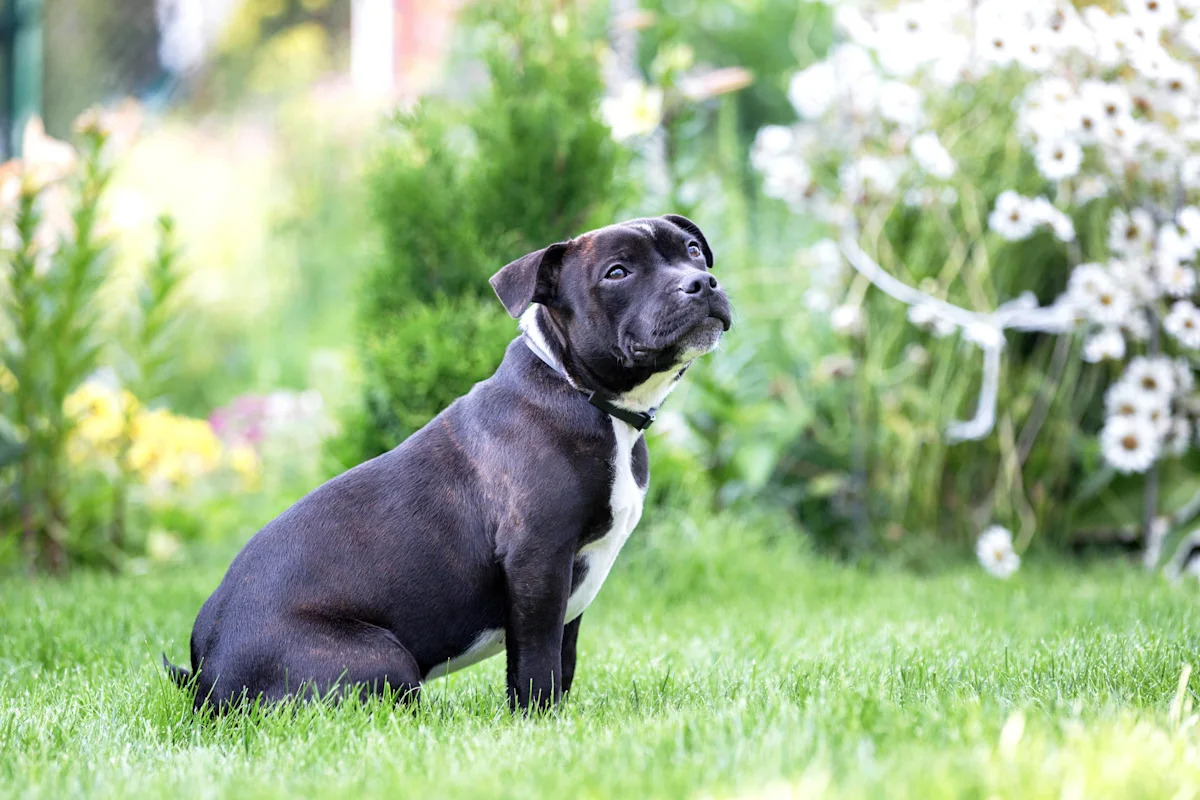 Miami Shelter Dog Ivy Waited a Year for a Family and Was Back in Her Kennel One Day After Adoption