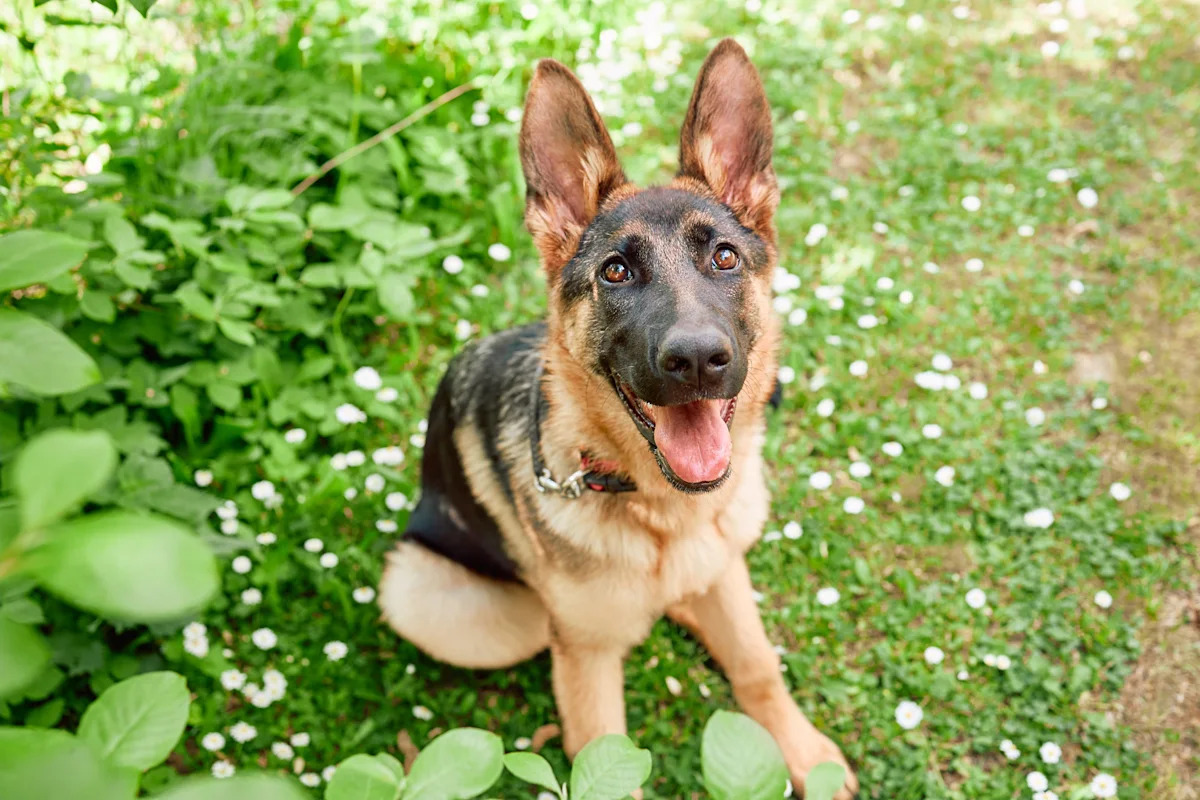 Tampa Police Welcome an Unexpected Visitor, and He Just Wanted to Go Home