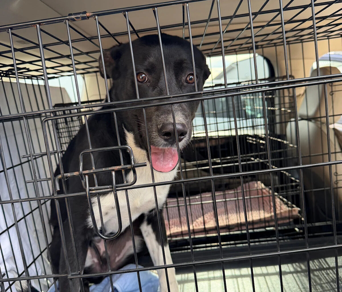 Paw-sitive news: Rescue dogs fly to new homes in Tallahassee