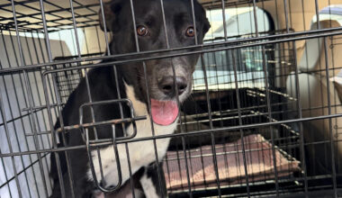 Paw-sitive news: Rescue dogs fly to new homes in Tallahassee