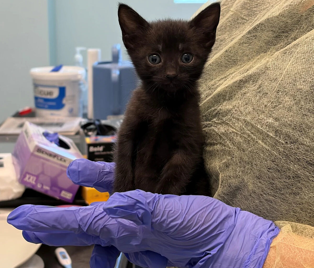 More than 100 cats removed from alleged 'hoarding' case in Florida