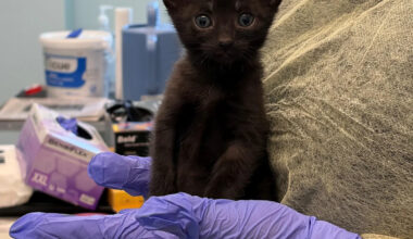 More than 100 cats removed from alleged 'hoarding' case in Florida