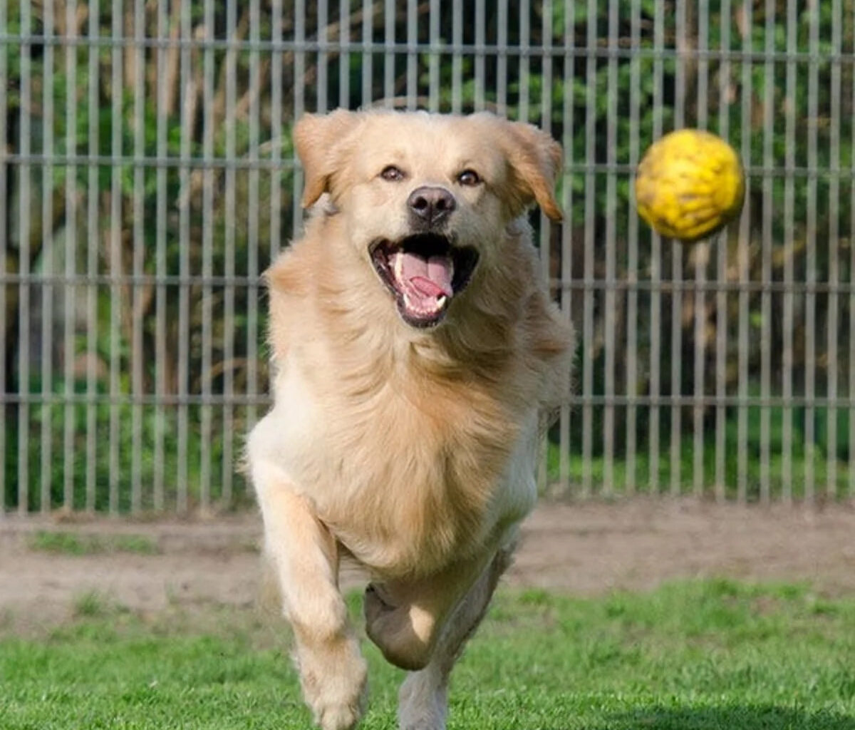 Cape Coral animal shelter awarded grant for spay and neutering