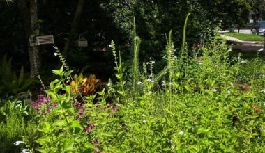 Tampa homeowner gets $1,654 check as watering fines now fund lawn rebates