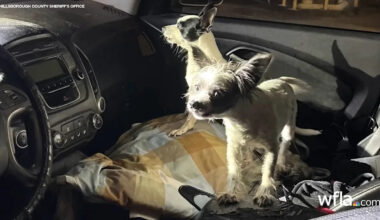 Tampa man charged after leaving dogs in car for 11 hours: sheriff’s office