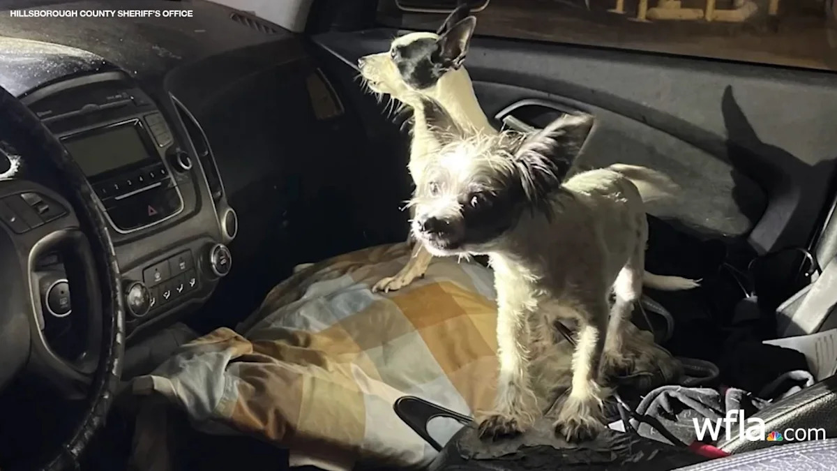 Tampa man charged after leaving dogs in car for 11 hours: sheriff’s office