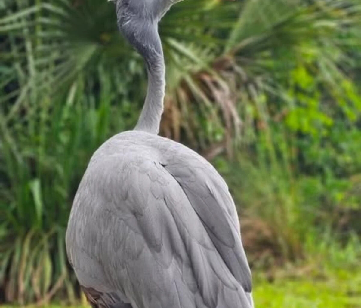 Jacksonville Zoo Stanley crane Olivia is dead after ‘age-related’ illnesses strike at 43