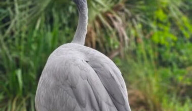 Jacksonville Zoo Stanley crane Olivia is dead after ‘age-related’ illnesses strike at 43