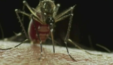 Rain could worsen Tampa dengue surge as workers canvas 5 neighborhoods