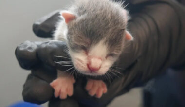 2 cited after 124 living and deceased cats removed from ‘unsanitary’ Florida home: Police