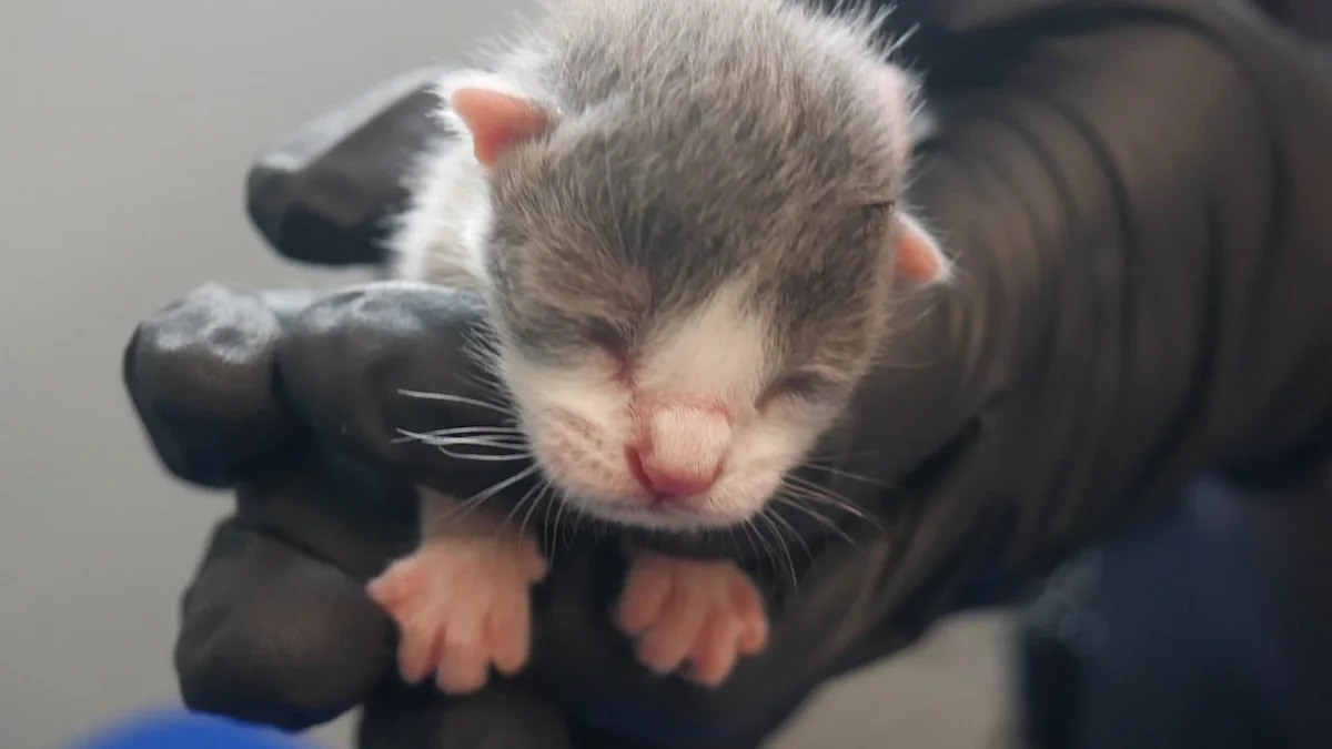 2 cited after 124 living and deceased cats removed from ‘unsanitary’ Florida home: Police
