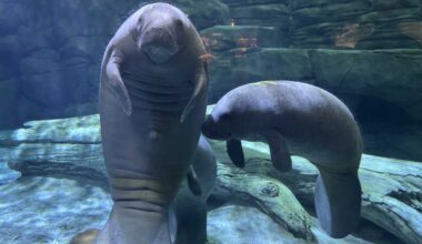 Manatees transported from Ohio to Florida to prepare for release into native waters
