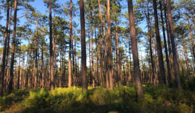 Florida's Largest National Forest Is A Fishing Paradise Near Tallahassee With Camping, Swimming, And Hiking
