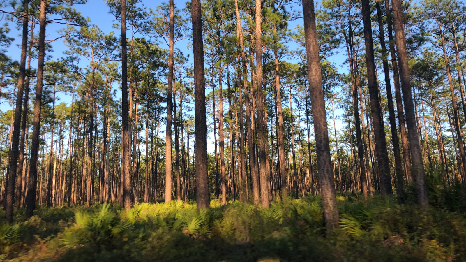 Florida's Largest National Forest Is A Fishing Paradise Near Tallahassee With Camping, Swimming, And Hiking
