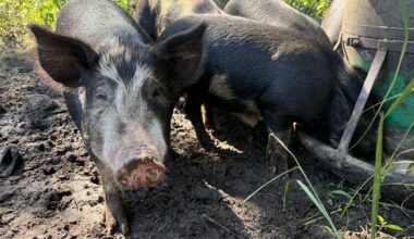 Bill could let small farmers process their own red meat