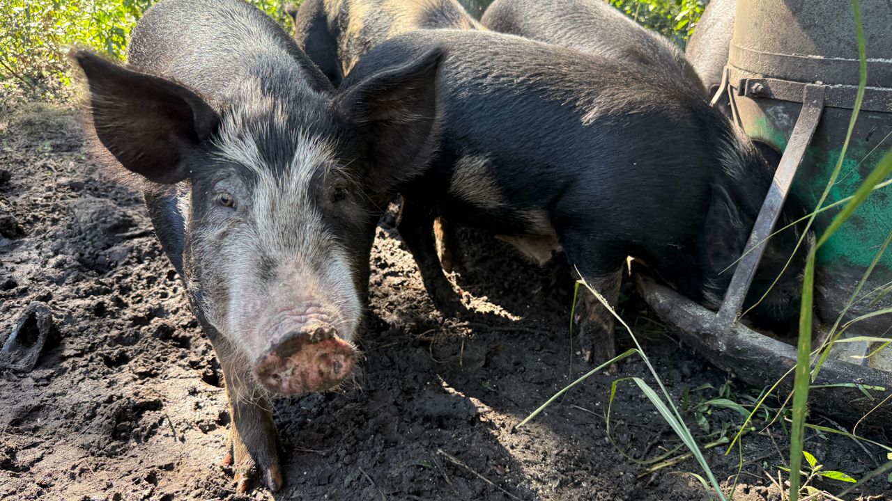 Bill could let small farmers process their own red meat