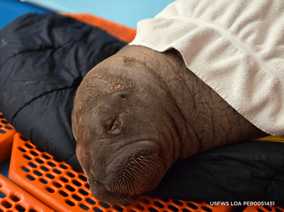 Resting walrus calf covered with a blanket on a bed.