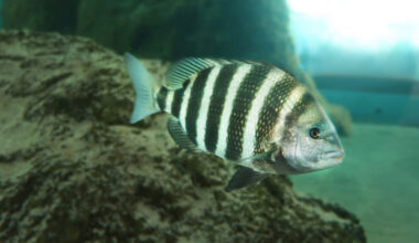 Duke proposes fish return system at St. Pete power plant