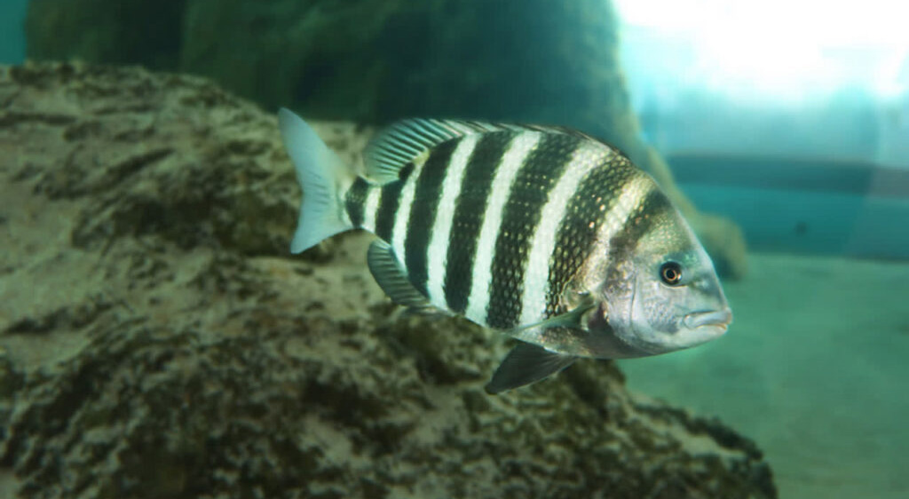 Duke proposes fish return system at St. Pete power plant
