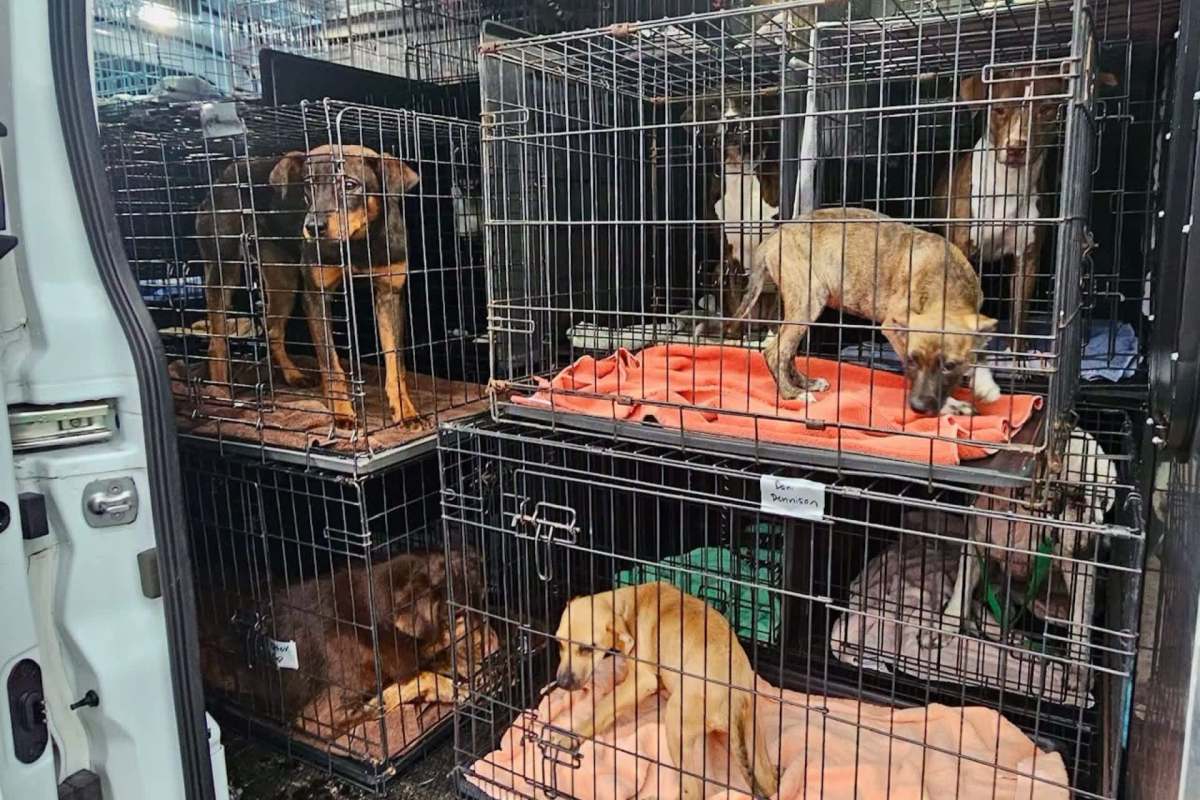 Dogs in cages.