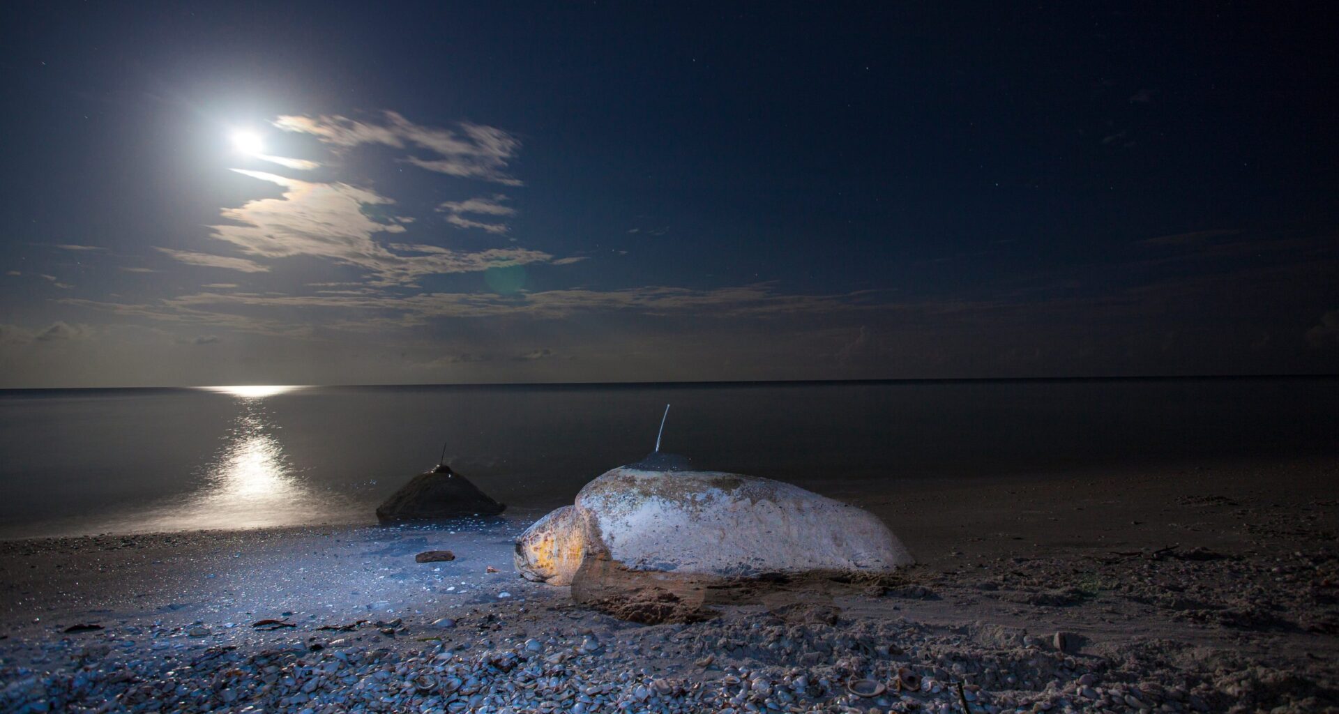 Florida officials bust massive sea life poaching operation stretching from Tampa Bay to Big Bend